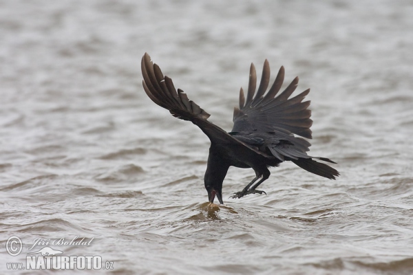 Vrána obecná (Corvus corone corone)