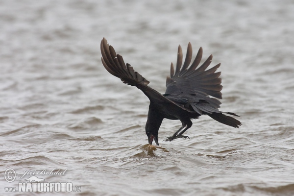 Vrána obecná (Corvus corone)
