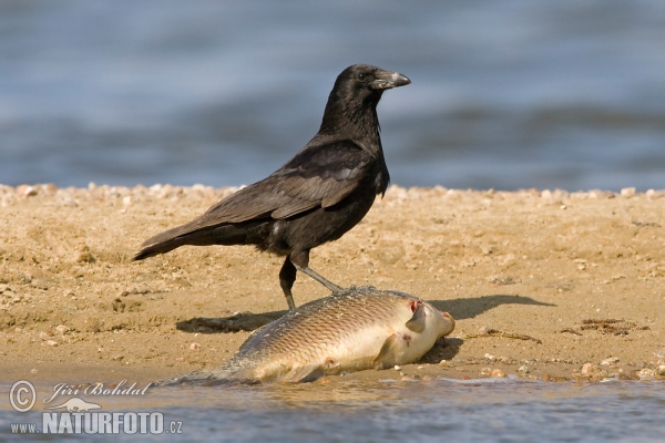 Vrána obecná - černá (Corvus corone corone)