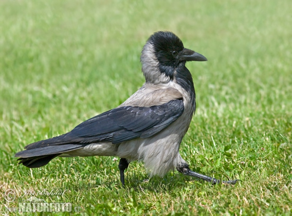 Vrána obecná - šedá (Corvus corone cornix)