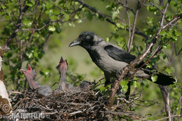 Vrána obyčajná (Corvus cornix)