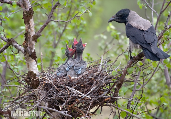 Vrána obyčajná (Corvus cornix)