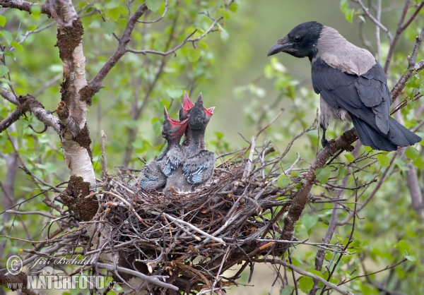 Vrána obyčajná (Corvus corone cornix)