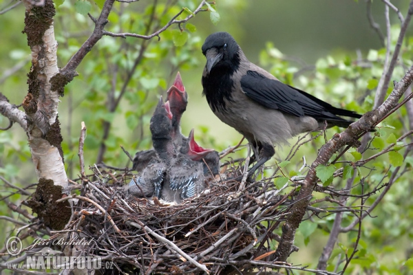 Vrána obyčajná (Corvus corone cornix)