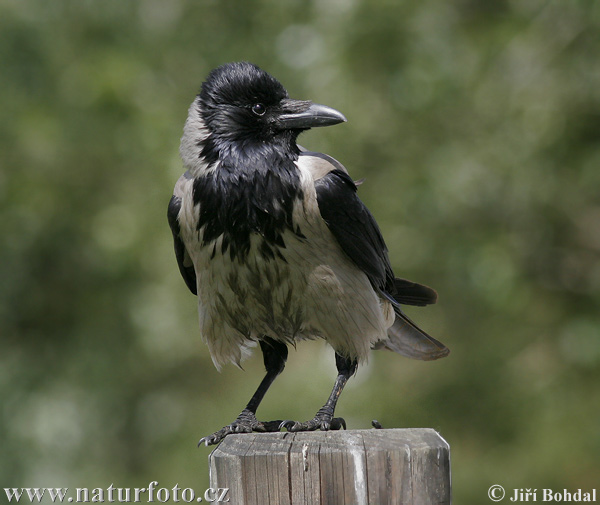 Vrána obyčajná (Corvus cornix)