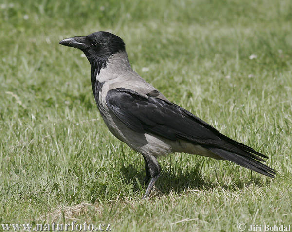 Vrána obyčajná (Corvus cornix)