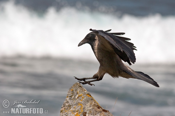 Vrána obyčajná (Corvus corone cornix)