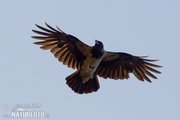 Vrána obyčajná (Corvus corone cornix)