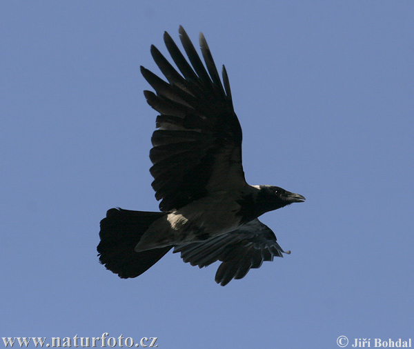 Vrána obyčajná (Corvus cornix)