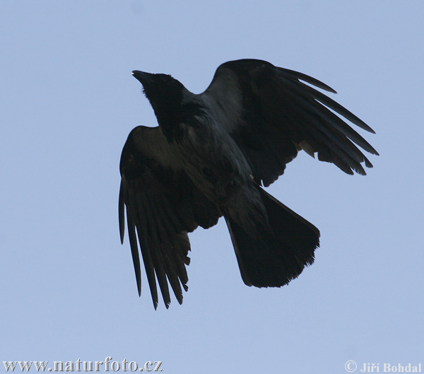 Vrána obyčajná (Corvus cornix)