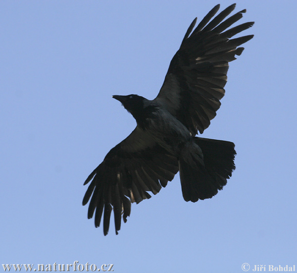 Vrána obyčajná (Corvus cornix)