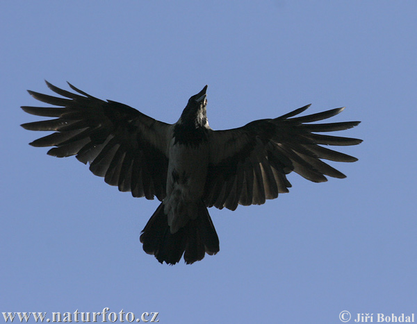 Vrána obyčajná (Corvus cornix)