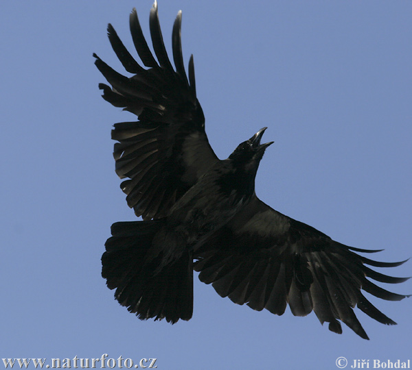 Vrána obyčajná (Corvus cornix)