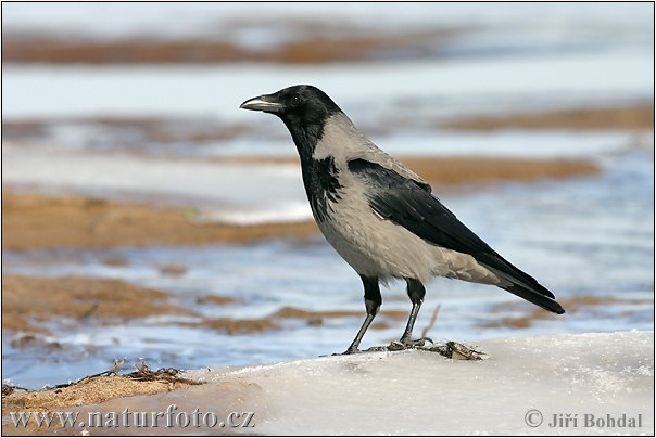 Vrána obyčajná (Corvus cornix)