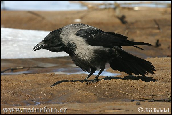 Vrána obyčajná (Corvus cornix)