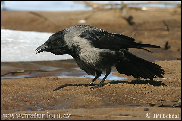 Vrána obyčajná (Corvus corone cornix)