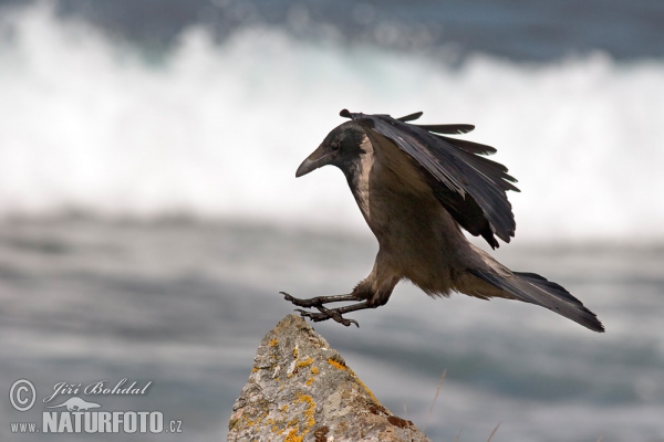 Vrána šedá (Corvus cornix)