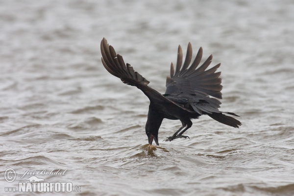 Vrana túlavá (Corvus corone corone)