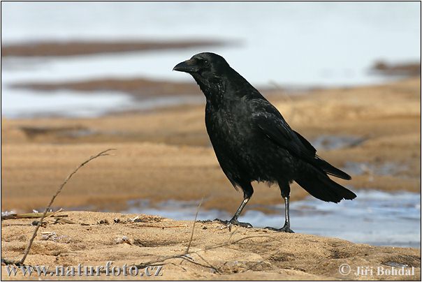 Vrana túlavá (Corvus corone corone)