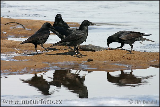 Vrana túlavá (Corvus corone corone)