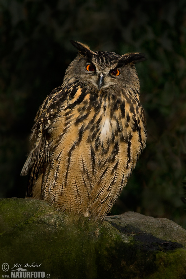 Výr skalný (Bubo bubo)