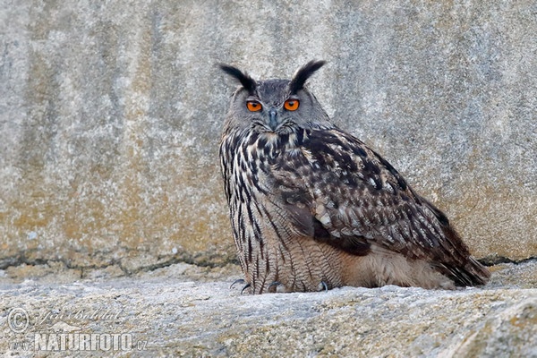 Výr skalný (Bubo bubo)