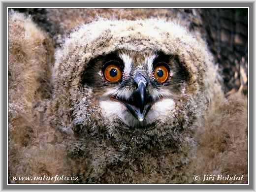 Výr skalný (Bubo bubo)