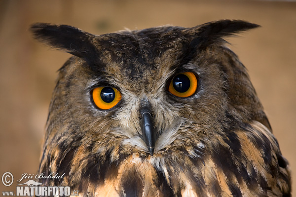 Výr skalný (Bubo bubo)