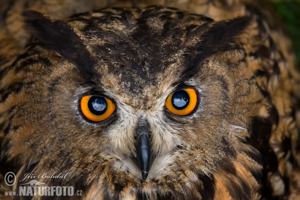 Výr skalný (Bubo bubo)