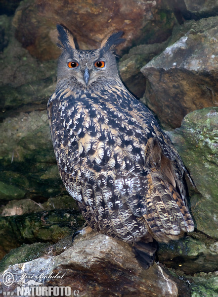 Výr skalný (Bubo bubo)