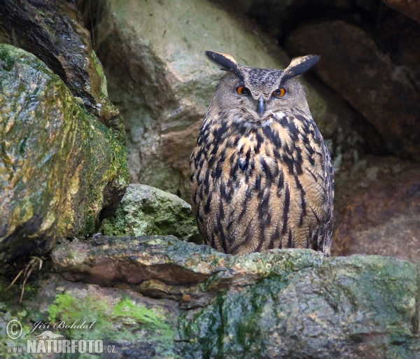 Výr skalný (Bubo bubo)