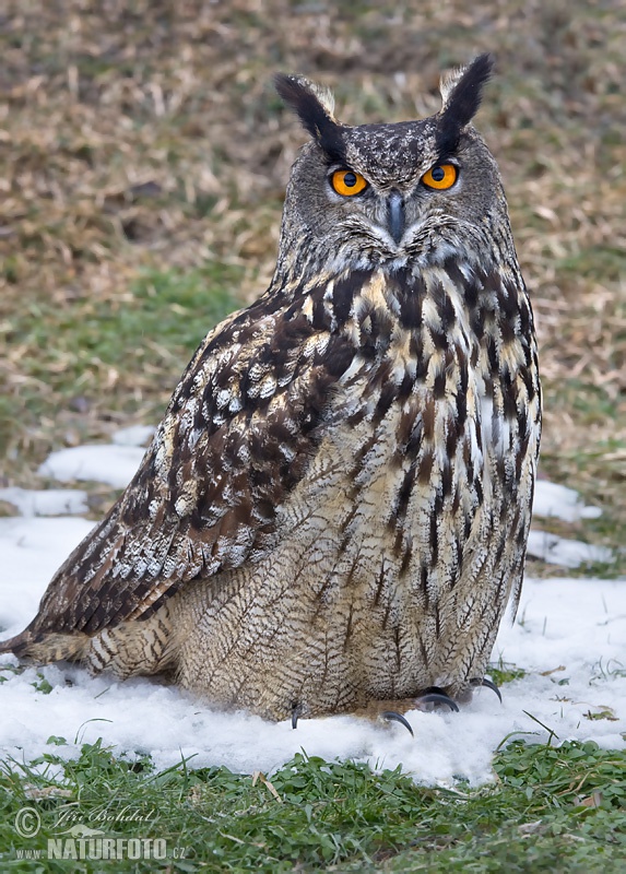 Výr skalný (Bubo bubo)