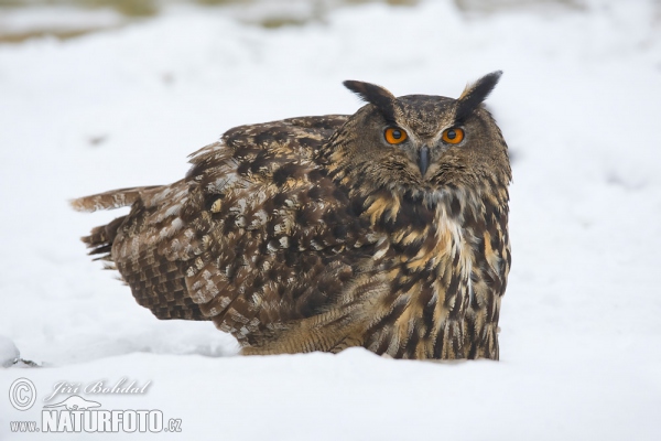 Výr skalný (Bubo bubo)