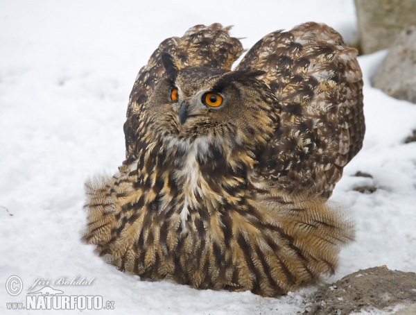 Výr skalný (Bubo bubo)