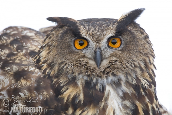 Výr skalný (Bubo bubo)