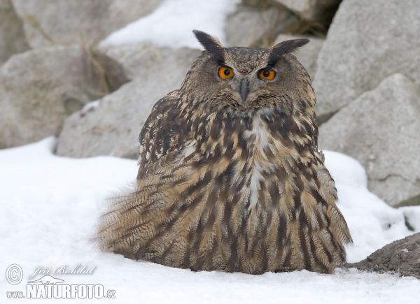 Výr skalný (Bubo bubo)