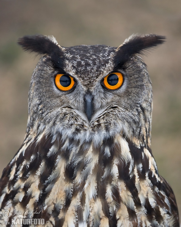 Výr skalný (Bubo bubo)