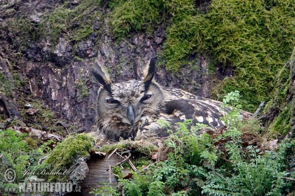 Výr velký (Bubo bubo)