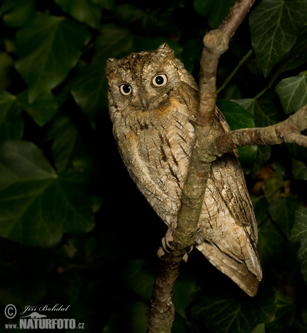 Výreček malý (Otus scops)