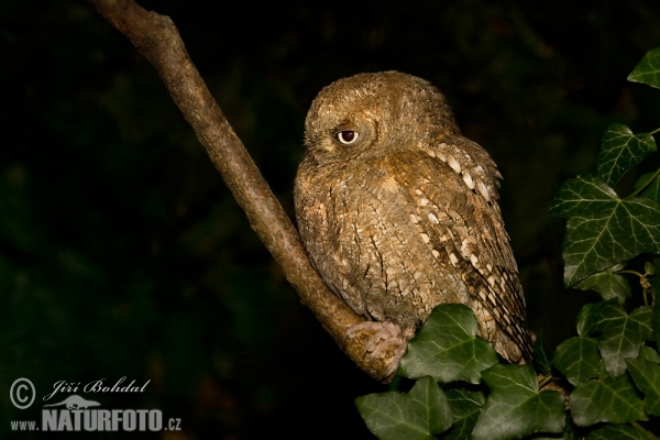 Výreček malý (Otus scops)