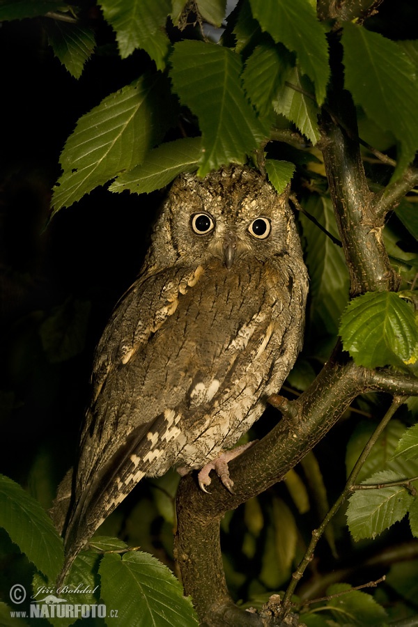 Výrik lesný obyčajný (Otus scops)