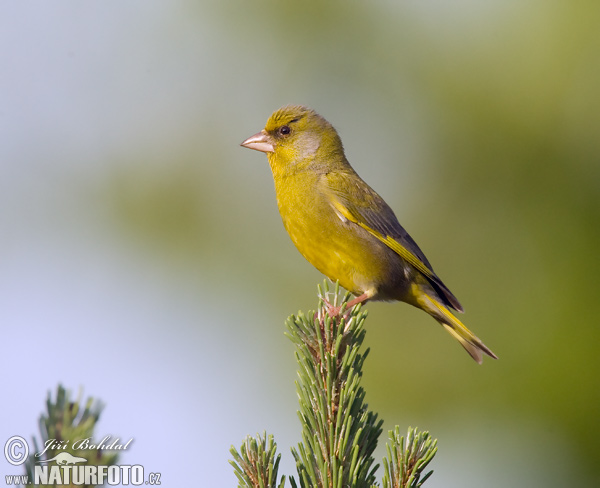 Zelienka obyčajná (Carduelis chloris)