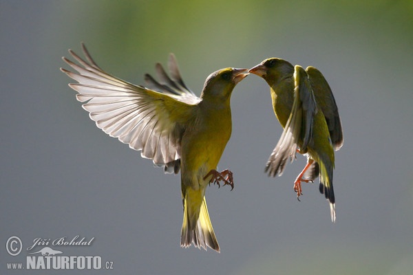 Zelienka obyčajná (Carduelis chloris)