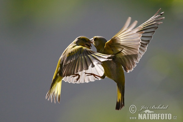 Zelienka obyčajná (Carduelis chloris)