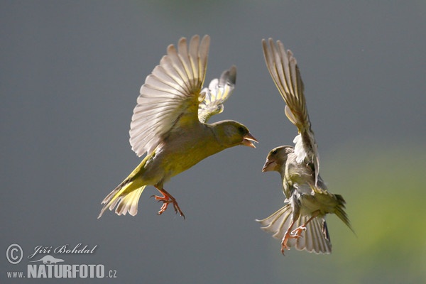 Zelienka obyčajná (Carduelis chloris)