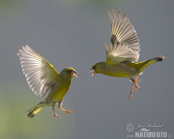 Zelienka obyčajná (Carduelis chloris)