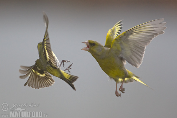 Zelienka obyčajná (Carduelis chloris)