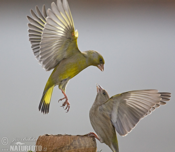 Zelienka obyčajná (Carduelis chloris)