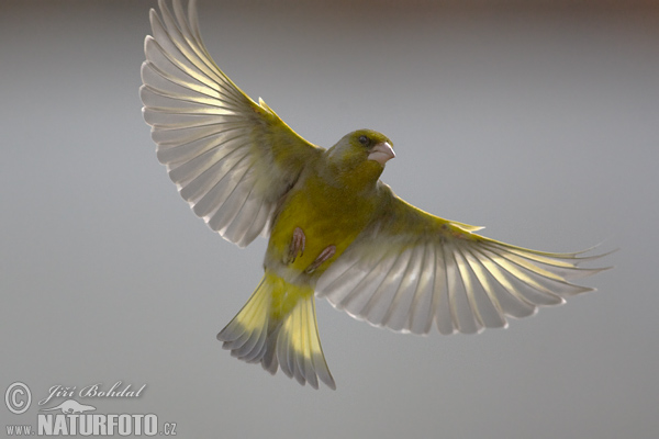 Zelienka obyčajná (Carduelis chloris)