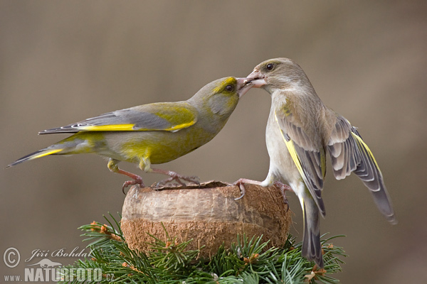 Zelienka obyčajná (Carduelis chloris)